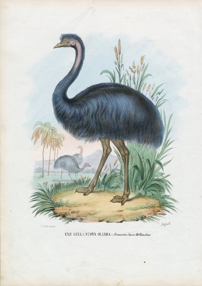 Emu, 1863-79 von Raimundo Petraroja